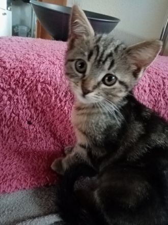 BKH Kitten bereit für ein neues Zuhause. Putzmunter,