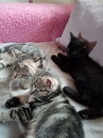 BKH Kitten bereit für ein neues Zuhause. Putzmunter,