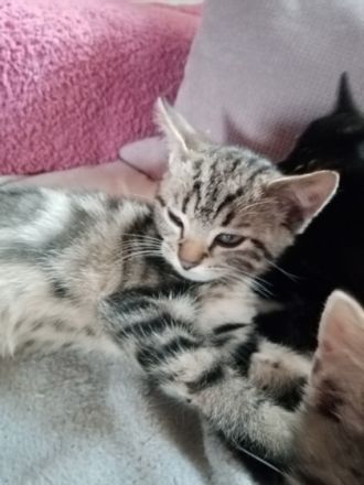 BKH Kitten bereit für ein neues Zuhause. Putzmunter,