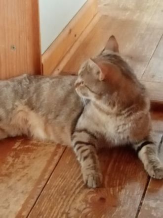 BKH Kitten bereit für ein neues Zuhause. Putzmunter,