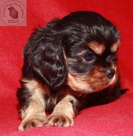 Zwinger vom Konzenbuck