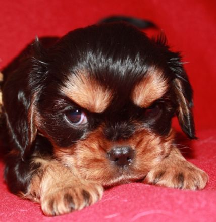 Zwinger vom Konzenbuck