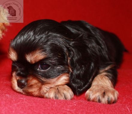 Zwinger vom Konzenbuck