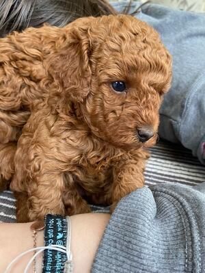 Wir suchen ab sofort ein liebevolles Zuhause für unser