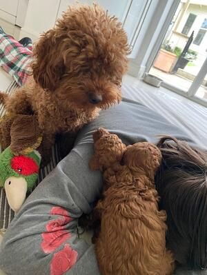 Wir suchen ab sofort ein liebevolles Zuhause für unser