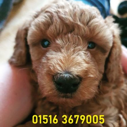 Wir suchen ab sofort ein liebevolles Zuhause für unser