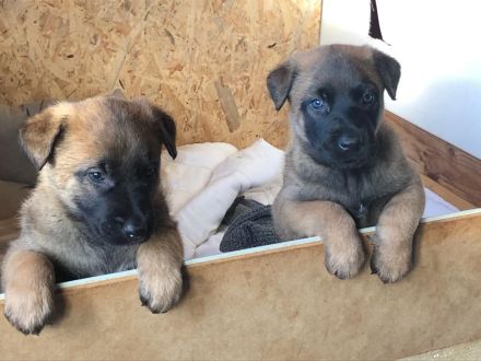 Belgische Schäferhunde - Malinois