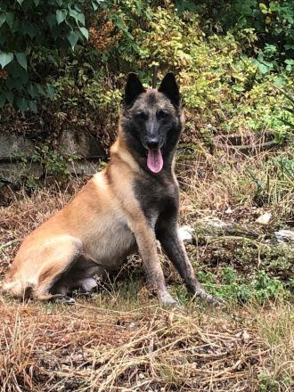 Belgische Schäferhunde - Malinois