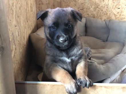 Belgische Schäferhunde - Malinois