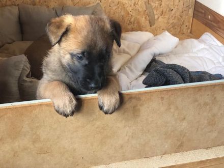 Belgische Schäferhunde - Malinois