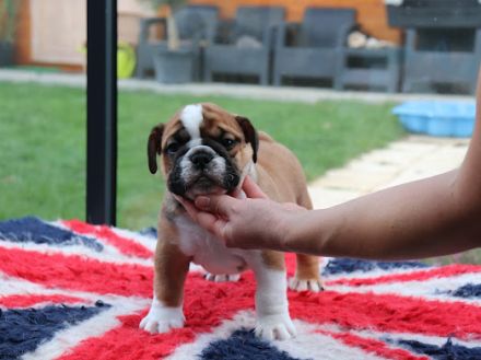 CHS Sophiina záhrada/Kennel FCI Sophia's garden/