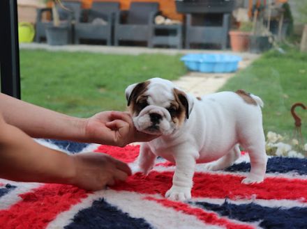 CHS Sophiina záhrada/Kennel FCI Sophia's garden/
