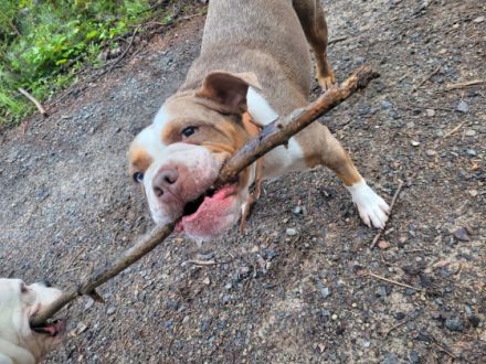 Channy, sher liebe Hündin, verschmust, hört sehr gut