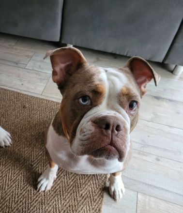 Channy, sher liebe Hündin, verschmust, hört sehr gut