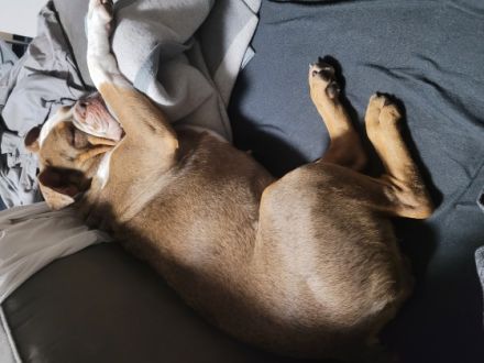 Channy, sher liebe Hündin, verschmust, hört sehr gut