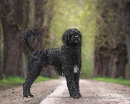 Don Neo Casa Carisma