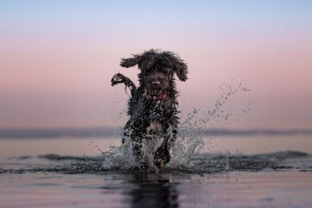 Don Neo Casa Carisma