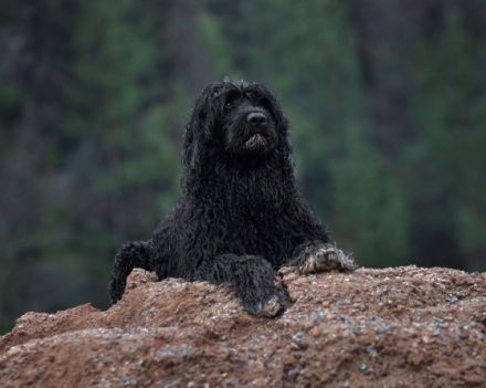 Don Neo Casa Carisma