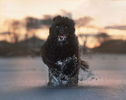 Don Neo Casa Carisma