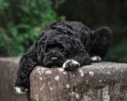 Don Neo Casa Carisma