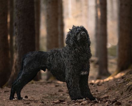 Don Neo Casa Carisma