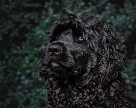 Don Neo Casa Carisma