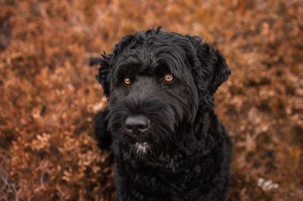 Don Neo Casa Carisma