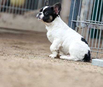 Vermittlungshilfe! Diese 3 bildhübschen Mäuse suchen