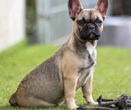 Vermittlungshilfe! Diese 3 bildhübschen Mäuse suchen