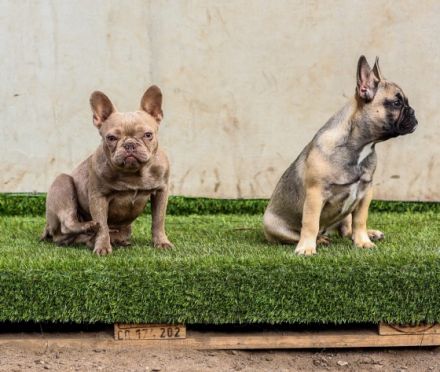 Vermittlungshilfe! Diese 3 bildhübschen Mäuse suchen