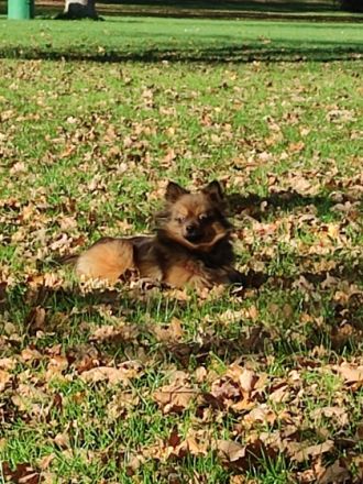 Unsere süße, sehr, sehr liebe kleine Zwergspitz Hündin