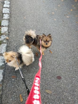 Unsere süße, sehr, sehr liebe kleine Zwergspitz Hündin