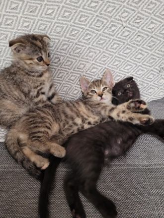 Hauskitten abzugeben. 1 Kater 2 kätzin Mutterkatze (bkh