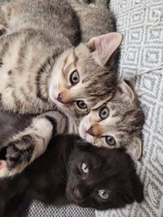 Hauskitten abzugeben. 1 Kater 2 kätzin Mutterkatze (bkh