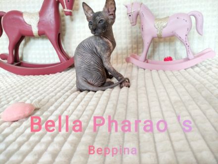 Transport nach Deutschland möglich. Reinrassige Don