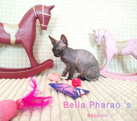 Transport nach Deutschland möglich. Reinrassige Don