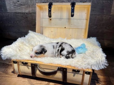 WAY OF WISHES Wir züchten Australian Shepherds im ASCA 