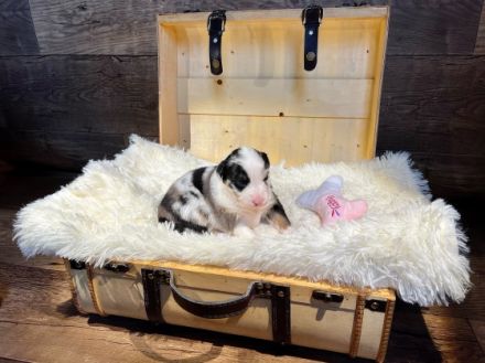 WAY OF WISHES Wir züchten Australian Shepherds im ASCA 