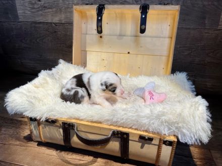 WAY OF WISHES Wir züchten Australian Shepherds im ASCA 