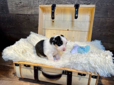 WAY OF WISHES Wir züchten Australian Shepherds im ASCA 