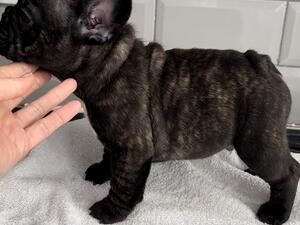 Wer sich einen Bully holt sollte eins wissen: Bully's