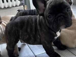 Wer sich einen Bully holt sollte eins wissen: Bully's