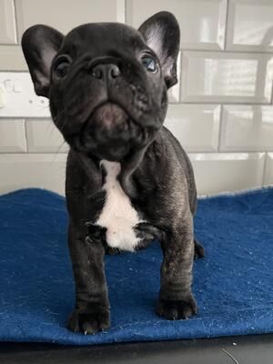 Wer sich einen Bully holt sollte eins wissen: Bully's