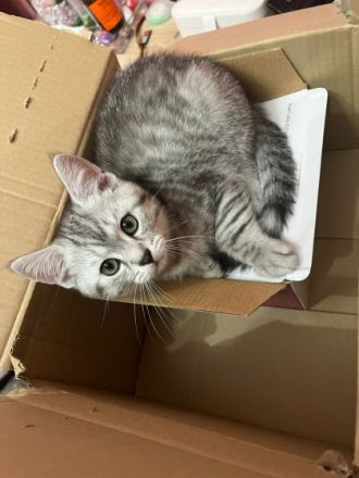 Hallo liebe zukünftigen Katzeneltern :) Unsere vier