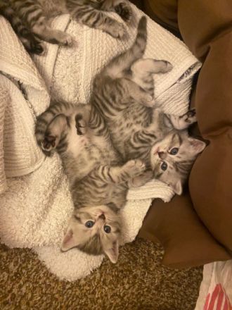 Hallo liebe zukünftigen Katzeneltern :) Unsere vier