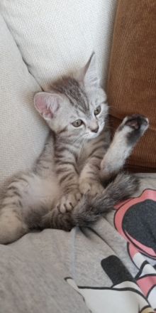 Hallo liebe zukünftigen Katzeneltern :) Unsere vier