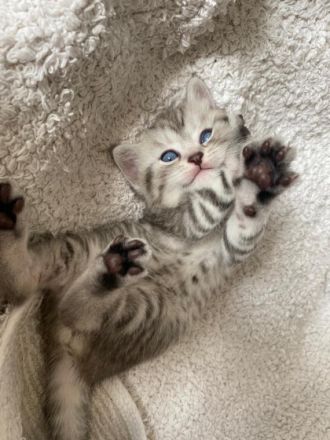 Hallo liebe zukünftigen Katzeneltern :) Unsere vier