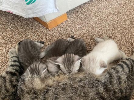 Hallo liebe zukünftigen Katzeneltern :) Unsere vier