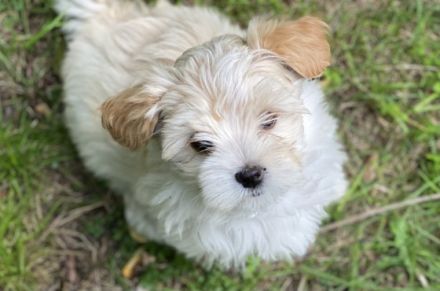 Anouk und Apollo suchen noch ein neues zu Hause. Sie