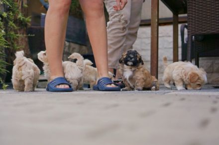 Anouk und Apollo suchen noch ein neues zu Hause. Sie